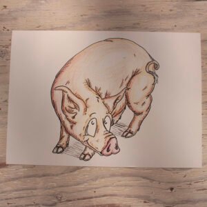 A Cartoon Print of a Welsh Pig